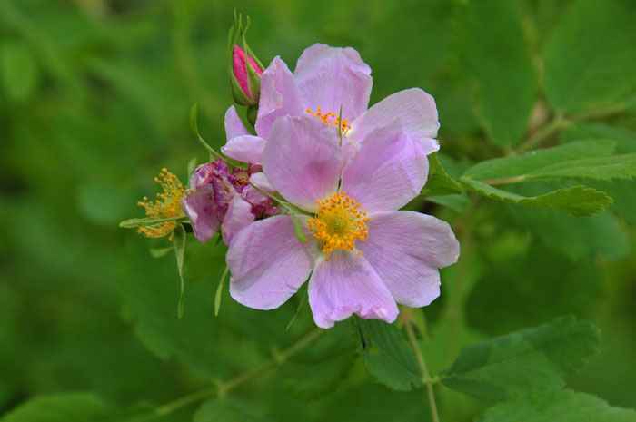 Woods Rose has pink or deep rose 2 inch showy flowers, solitary or in clusters followed by many orange-red rose hips. Rosa woodsii